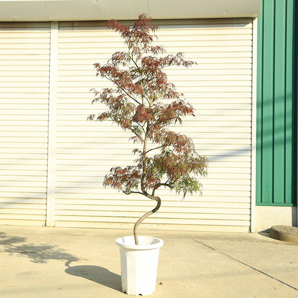 楽天市場】特撰庭木・植木：紅しだれもみじ（野村しだれもみじ