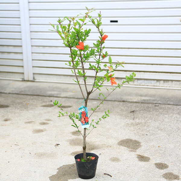 楽天市場】八重咲き花柘榴(ハナザクロ) 天絞り 4.5号苗木(z02-3