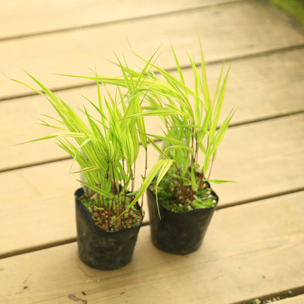 楽天市場】庭木/グランドカバー：斑入り風知草（ふいりふうちそう