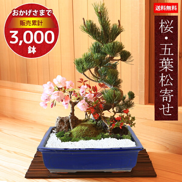 楽天市場】お歳暮 冬ギフト 盆栽 bonsai 亀盆栽（こけ盆栽 コケ 苔