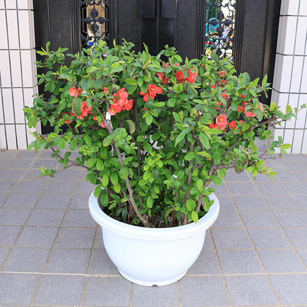 特選庭木・植木：草木瓜 (おどり子)まいこ 玉からだ付き 梵天 現品境界線！* 樹高：約65ｃｍ  佐川急便大型商いもの送りとどける！ボケ ぼけ