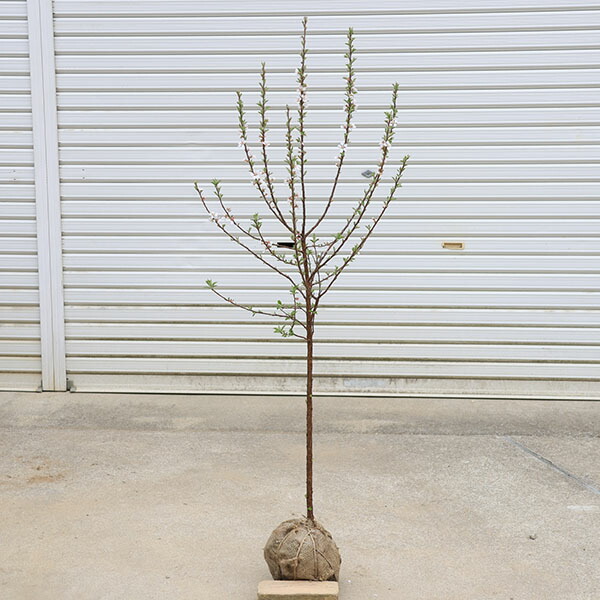 庭木・植木：ゆすら梅（山桜桃梅）ユスラウメ 大株 白花赤実 *樹高：約120ｃｍ 佐川急便送りとどける
