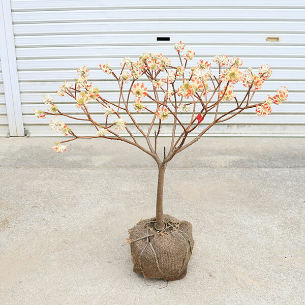 楽天市場】キバナミツマタ 黄花三又 苗木 5号(k04) : 千草園芸