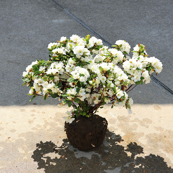 楽天市場】庭木：サツキ（さつき・大盃）* 大株！皐月 : 遊恵盆栽 楽天