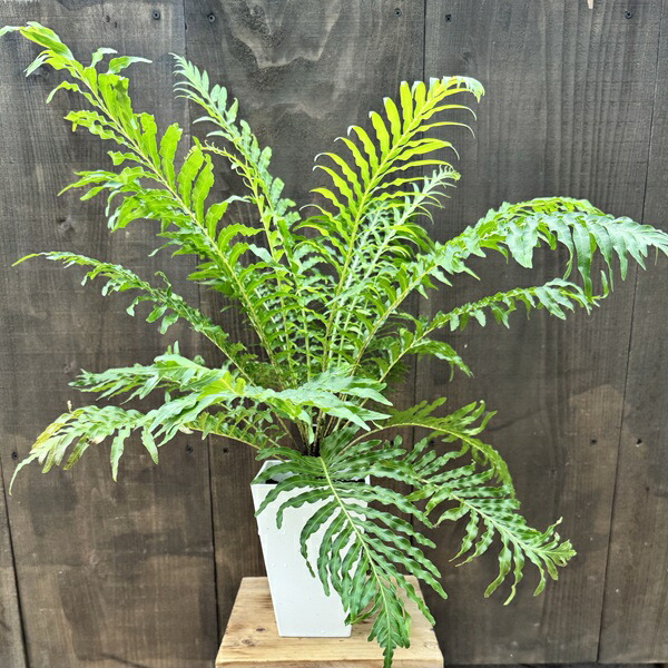 楽天市場】鉢花 観葉植物：エニシダ*6号 黒プラ 姫エニシダ