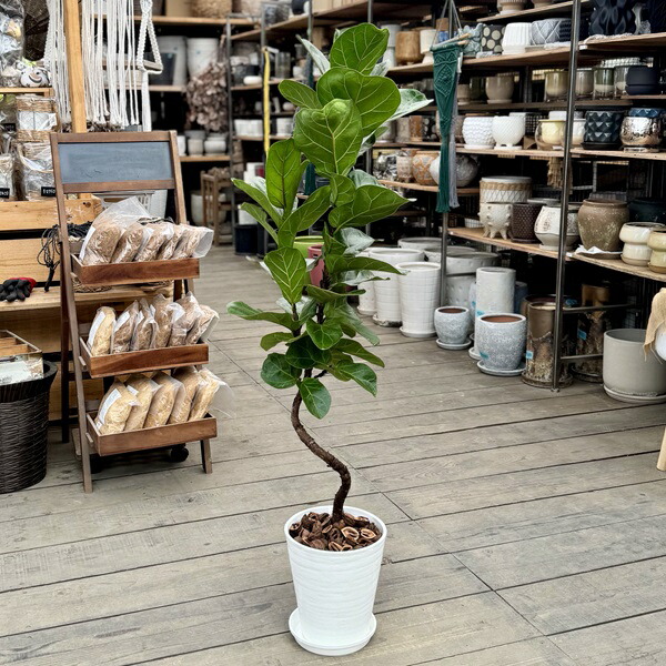 楽天市場】観葉植物 カシワバゴム・バンビーノ（フィカス・リナータ