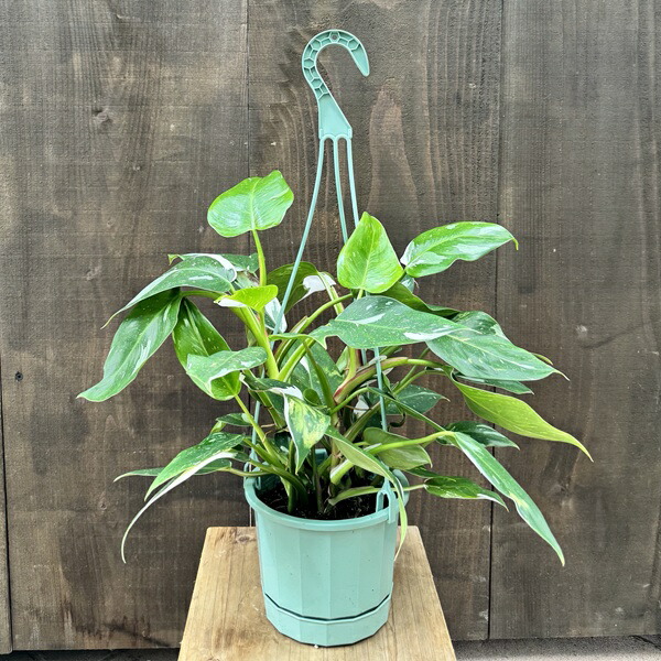 楽天市場】おしゃれ 観葉植物：フィロデンドロン コブラ*5号吊り