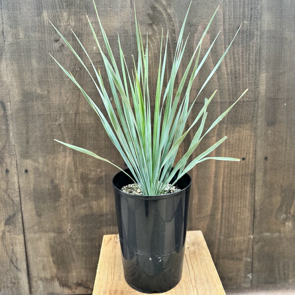 ユッカ　アリゾニカ　15苗 抜き苗発送　レア品種 Amazon.co.jp: ユッカ カルネロサナ 5号お任せ実生苗 Yucca