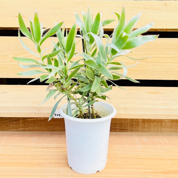 楽天市場】リューカデンドロン『シルバーアフリカーナ』4号鉢植え 観葉