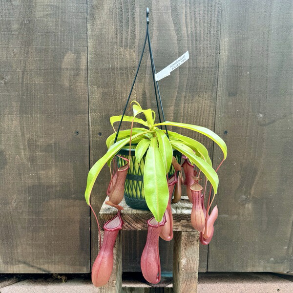 食虫植物　ネペンテス　ダイエリアナ　ウツボカズラ　5号　446 楽天市場】PLANCHU 食虫植物 ネペンテス ダイエリアナ 5号吊り鉢