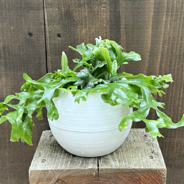 交換無料！ 楽天市場】観葉植物：ピロシア 現品をお ロンギフォリア*8号吊り その他観葉植物