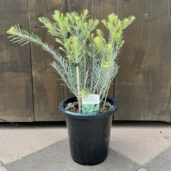 楽天市場】オージープランツ ガーデン 観葉植物：アデナンサス
