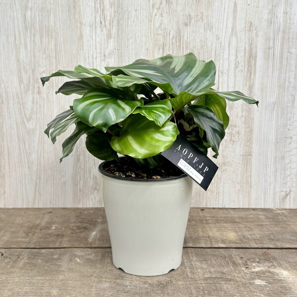 観葉植物：ゲッペルティアロツンデフォリアsp べサール*5号プラポット　カラテア
