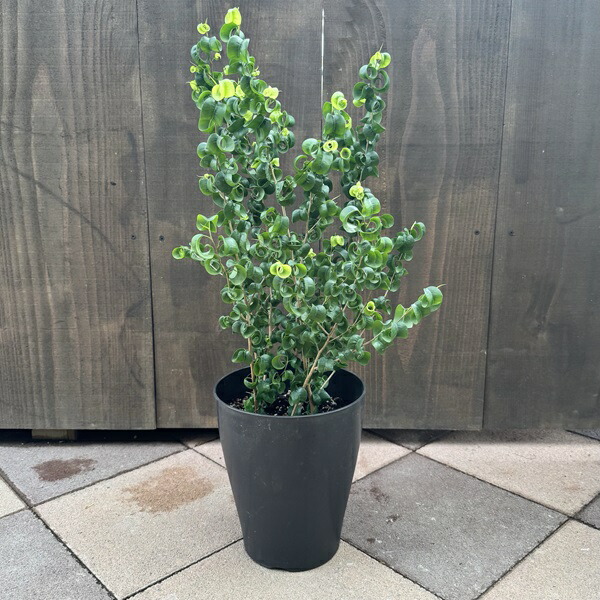 フィカス・ベンジャミン・ブラック ゴムの木 観葉植物 鉢下より140cm フィカス・ベンジャミン・ブラック ゴムの木 観葉植物 鉢下より140cm