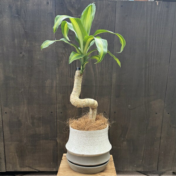観葉植物 鉢色選べます:ドラセナ マッサンゲアナ 鉢植え*皿付き ココヤシ飾り