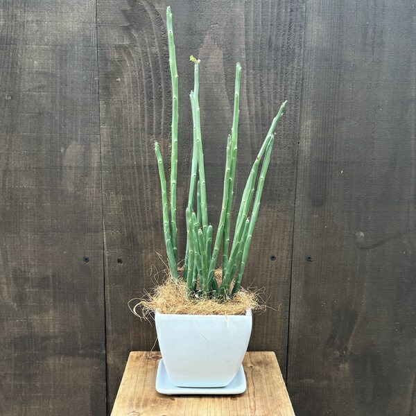楽天市場】観葉植物 多肉植物：ユーフォルビア レウコネウラ