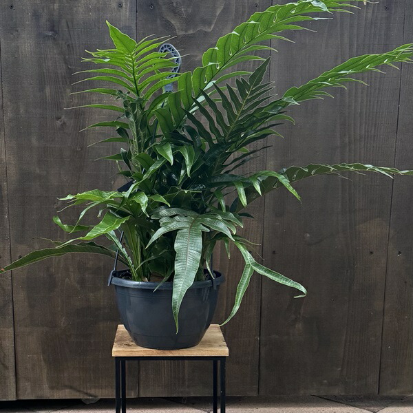 楽天市場】(現品) アグラオモルファ メイニアナ クレステッド (No