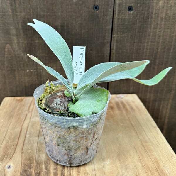 楽天市場】おしゃれ 観葉植物：ビカクシダ コウモリラン ネザーランド