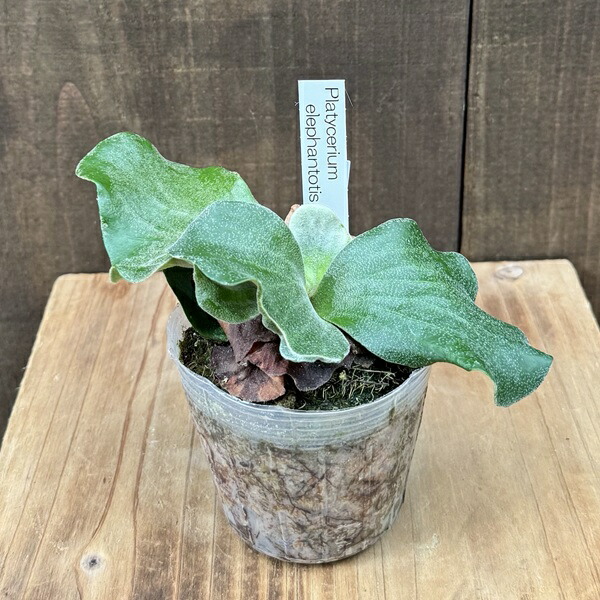 ビカクシダ 大きなウィリンキー 観葉植物 楽天市場】(現品) ビカクシダ ウィリンキー 'シルベリードワーフ