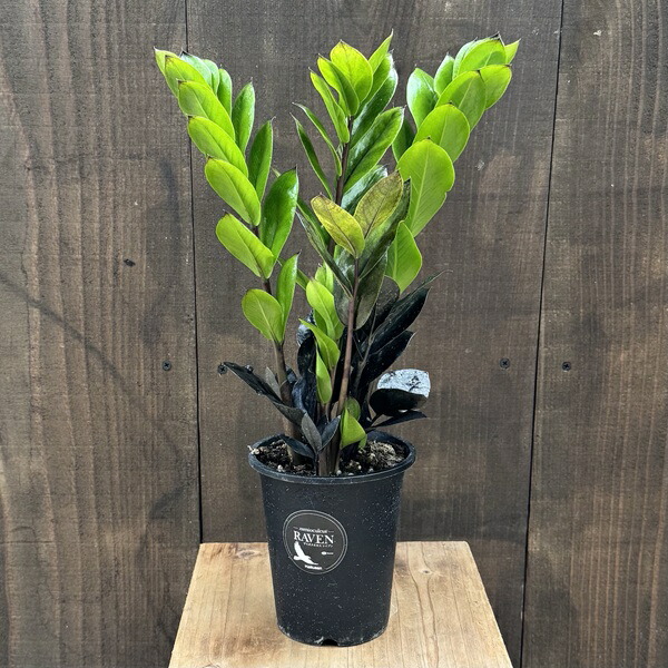 楽天市場】観葉植物：金銭樹 ザミオクルカス レイヴン*8号