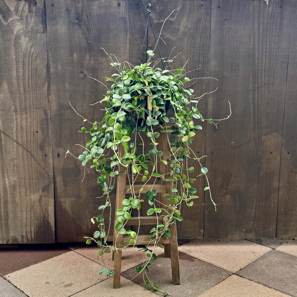 楽天市場】観葉植物：ピロシア ロンギフォリア*8号吊り 現品をお