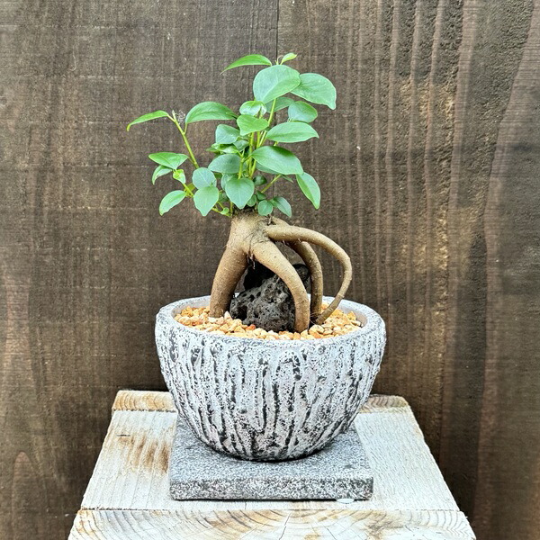 がじゅまる盆栽 お中元 夏ギフト】【即日出荷可！】がじゅまる盆栽： 特選