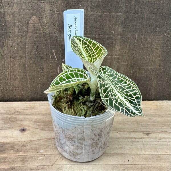 楽天市場】ジュエルオーキッド アネクトキルス フォルモサヌス ガラス