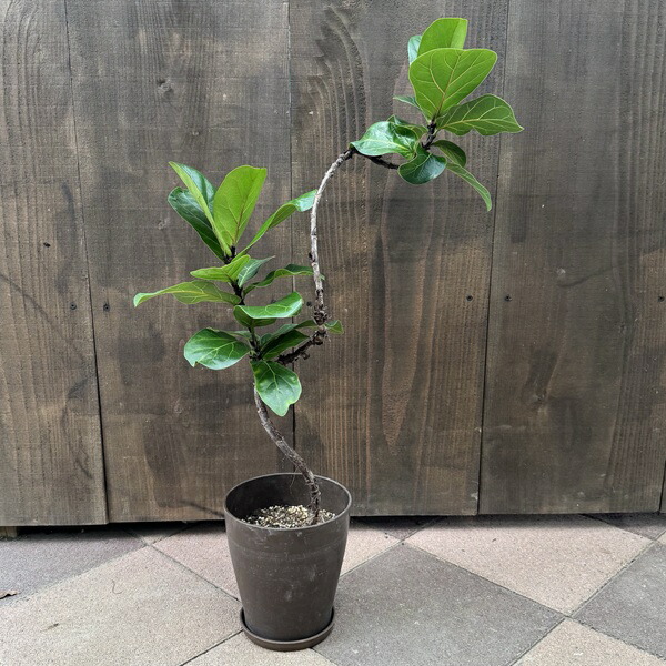 楽天市場】観葉植物 カシワバゴム・バンビーノ（フィカス・リナータ