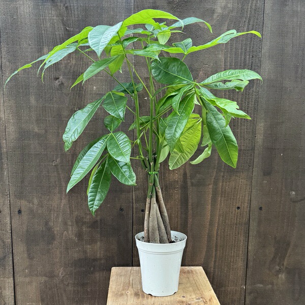 観葉植物 パキラ ミルキーウェイ 斑入り 曲がり仕立て ねじり ６号鉢 Ａ 観葉植物 パキラ ミルキーウェイ 斑入り 曲がり仕立て ねじり 6