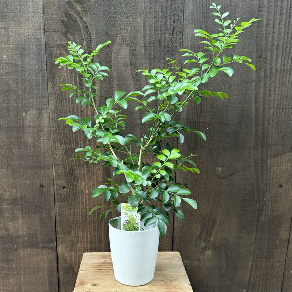 楽天市場】おしゃれ 観葉植物：オリーブの木 ピクアル 8号*現品7 SOUJU