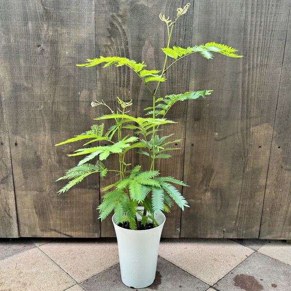 楽天市場】ネムノキ エバーフレッシュ 5号サイズ 高さ60cmセンチ