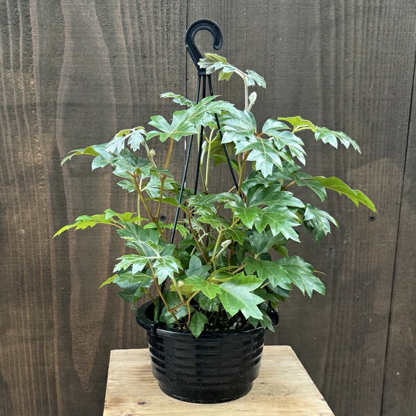 楽天市場】シッサス アマゾニカ 観葉植物 シルバーリーフ販売 通販