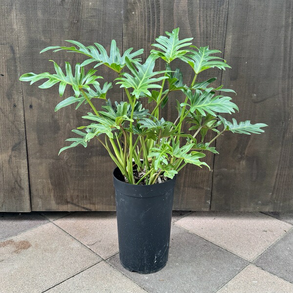 楽天市場】フィロデンドロン クッカバラ 6号鉢 ボリューも満点 観葉