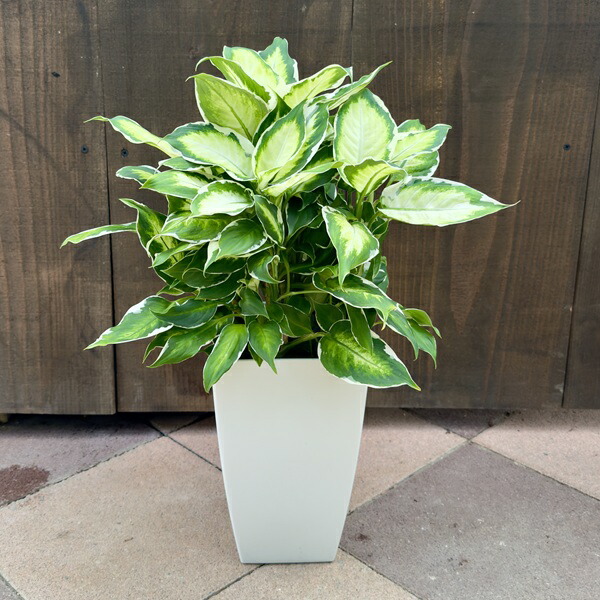 楽天市場】ディフェンバキア チーター 6号鉢 観葉植物 鉢植え お洒落