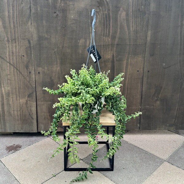 楽天市場】PLANCHU 観葉植物 エスキナンサス マルモラタス 5号