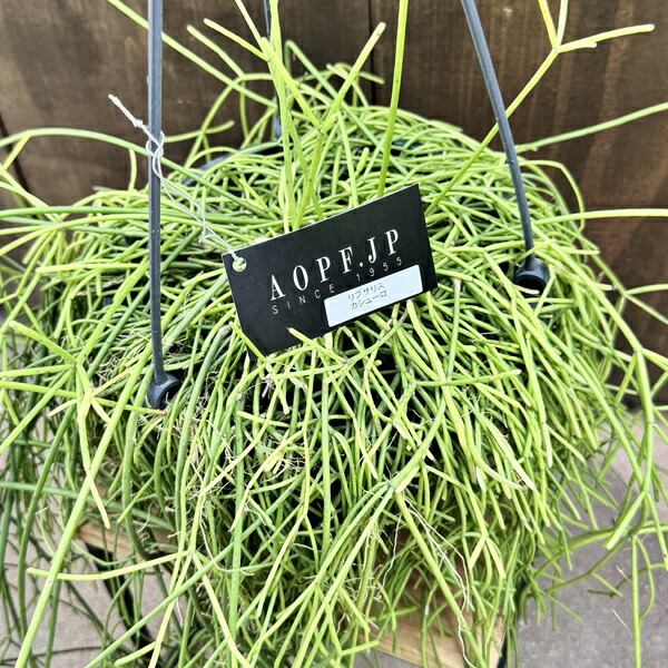 観葉植物：リプサリス カシューロ*7号吊り鉢