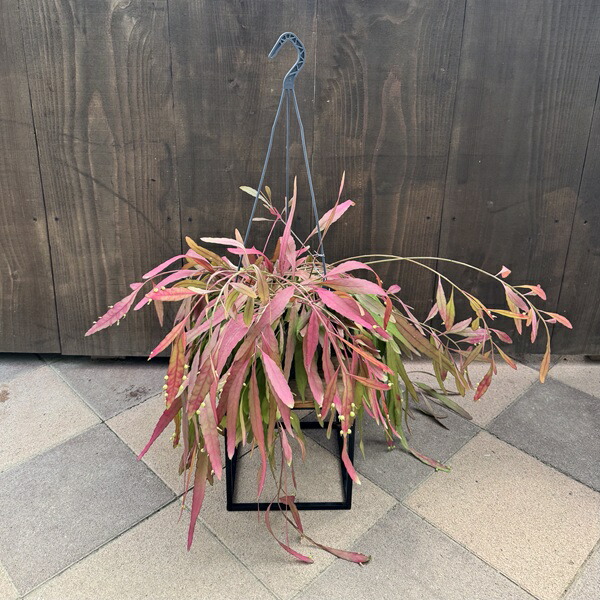 楽天市場】観葉植物：リプサリス カシューロ*7号吊り鉢 : 遊恵盆栽