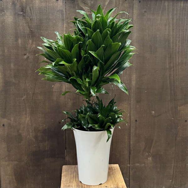 現品　ドラセナ　コンシンネ　トリカラー　27番　観葉植物　特大　インテリア 現品 ドラセナ コンシンネ トリカラー 27番 観葉植物 特大 インテリア