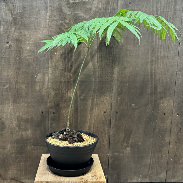 楽天市場】【現品発送】リュウビンタイ 7号鉢植え G284 : 千草園芸