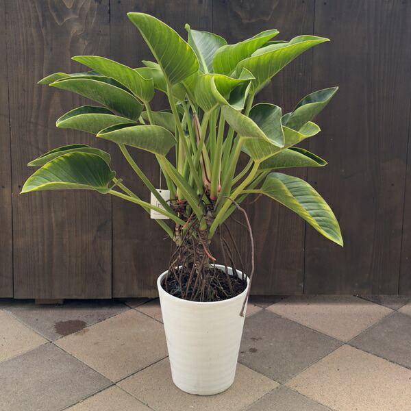 楽天市場】PLANCHU 観葉植物 フィロデンドロン グロリアス 4号