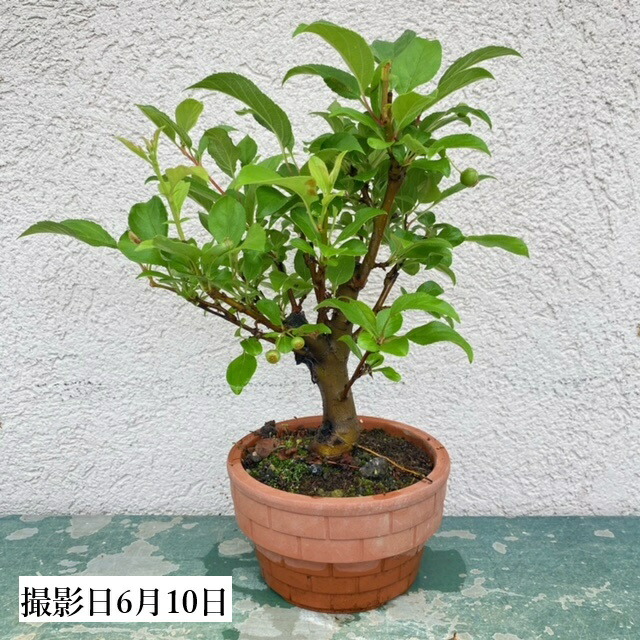 No.57 ヤブサンザシ　(メス) No.57 ヤブサンザシ (メス)