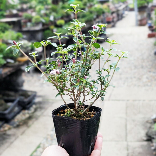 楽天市場】幼木苗：甲州野梅（ピンク）*コウシュウヤバイ やばい