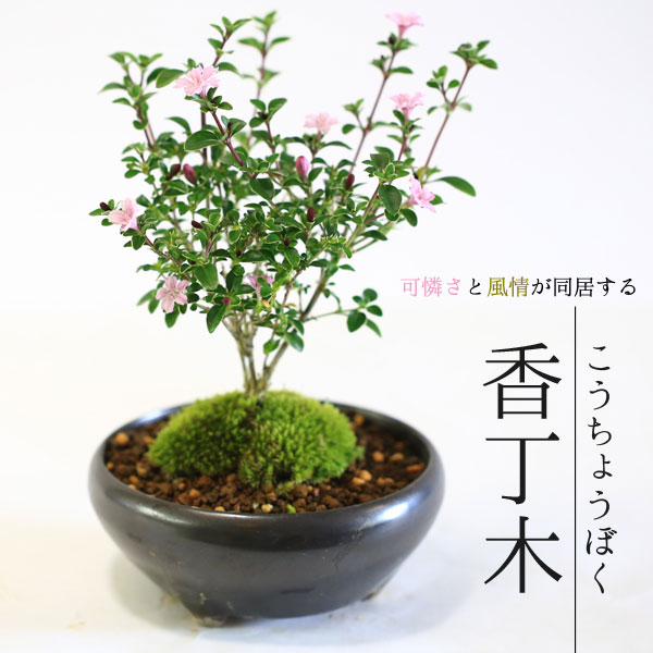 がじゅまる　まとめ売り Amazon.co.jp: がじゅまる盆栽： 特選ガジュマル(多幸の樹)*(苔