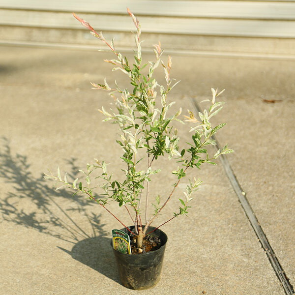 楽天市場】ハクロニシキ（ヤナギ） 3.5号苗(k05) : 千草園芸