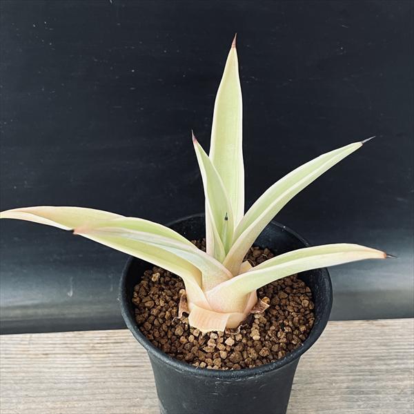 楽天市場】多肉植物：アガベ ウェベリー アリゾナスター*幅27cm