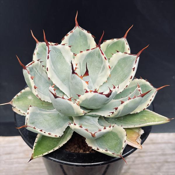 アガベ 注目度 急上昇中!】アガベ パラサナ 9号鉢 | 群馬県太田市