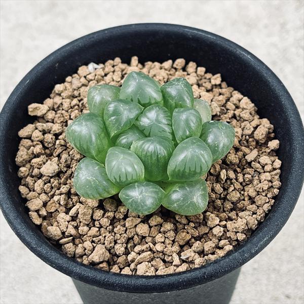 楽天市場】多肉植物:ハオルチア ピリフェラ錦*S 幅5cm : 遊恵 楽天市場】多肉植物:ハオルチア ピリフェラ錦*S 幅5cm : 遊恵