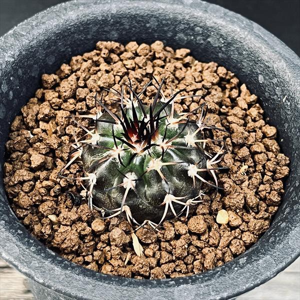 楽天市場】サボテン：ゲオヒントニア メキシカーナ 実生*幅3cm