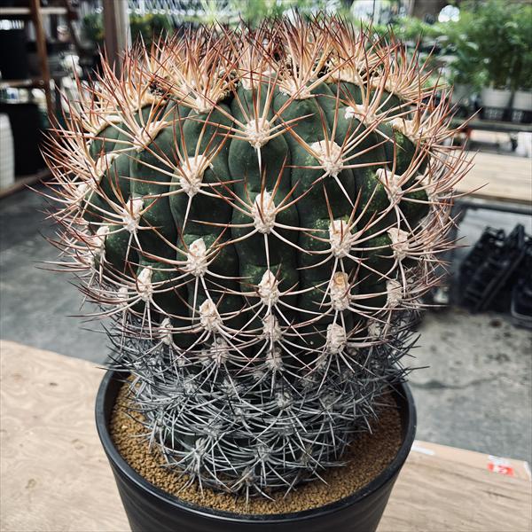 楽天市場】サボテン：ギムノカリキウム 守金魔天竜 ツギ*幅5cm