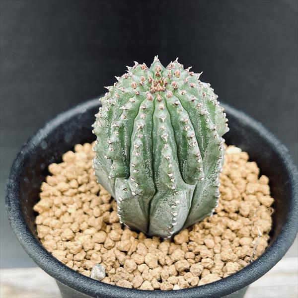 楽天市場】多肉植物：ユーフォルビア オベサ梵天*幅3.5cm
